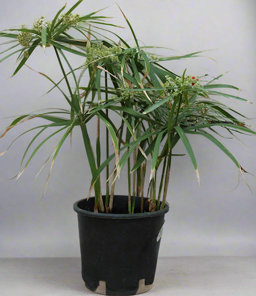 Cyperus Alternifolius image 0