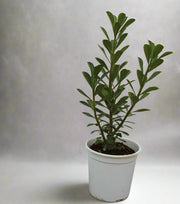 Adenium obesum image 5
