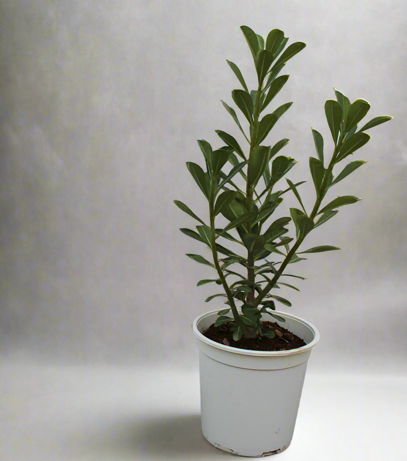Adenium obesum image 5