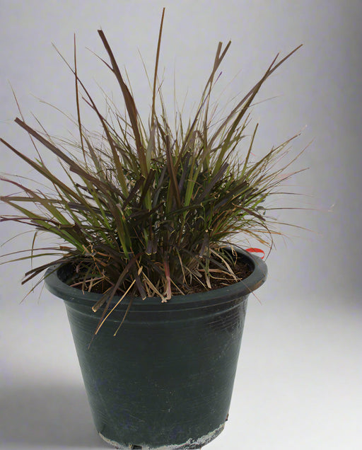 Pennisetum rubrum image 0
