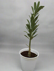 Adenium obesum image 4