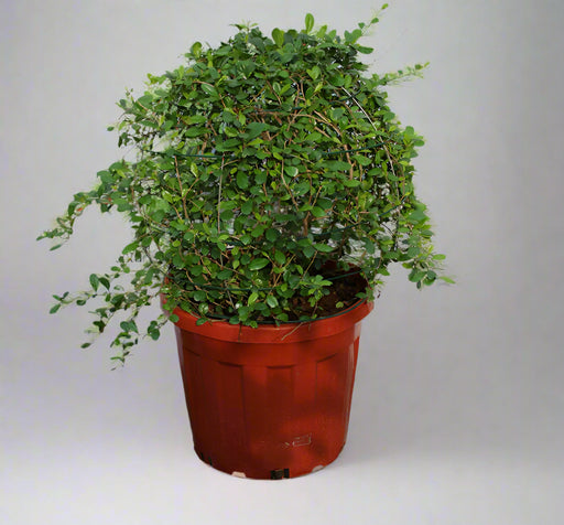 Ehretia microphylla ( Ball ) image 1