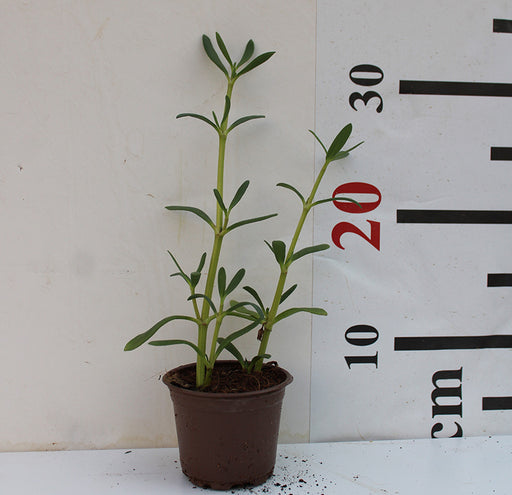 Sesuvium portulacastrum image 0