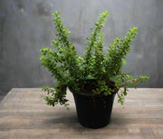 Crassula argentea image 0