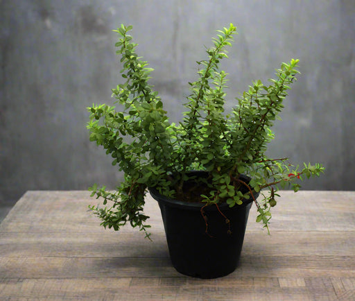 Crassula argentea image 0