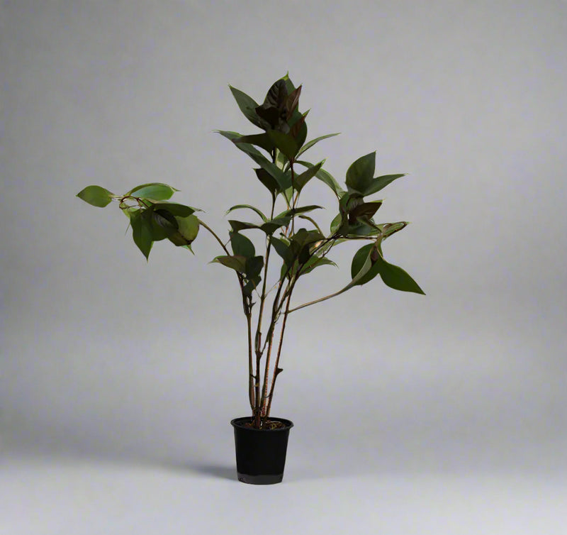 Eranthemum "Red & Green" image 0