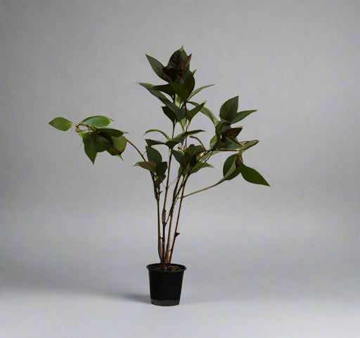 Eranthemum "Red & Green" image 0