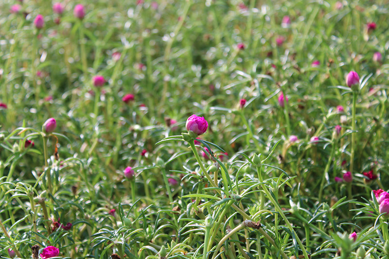 Portulaca grandiflora Mix image 0