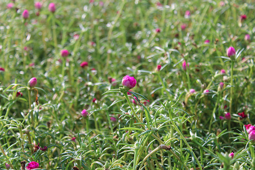 Portulaca grandiflora Mix image 0