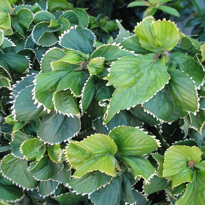 Acalypha wilkesiana 30-40cm