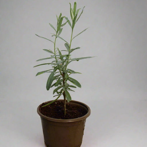 Atriplex canescens 20 - 25cm Ht, 1PP in 10cm Pot image 0