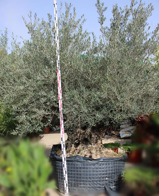 Olea Europaea Multbola S/C image 0
