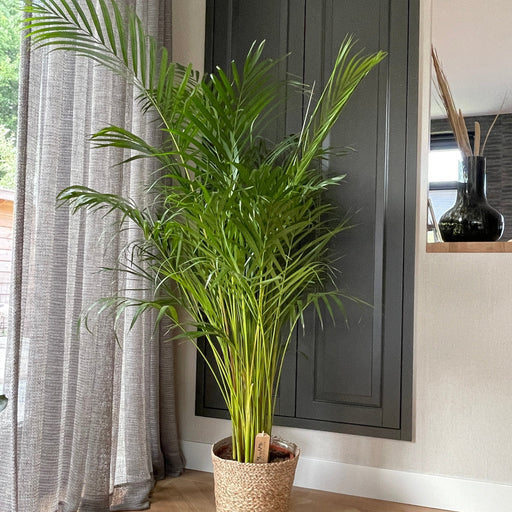 Dypsis lutescens