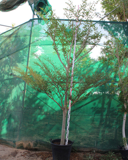Bucida buceras (3.0- 3.5m Height, 40-50mm di) image 0