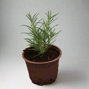 Rosemarinus officinalis image 0