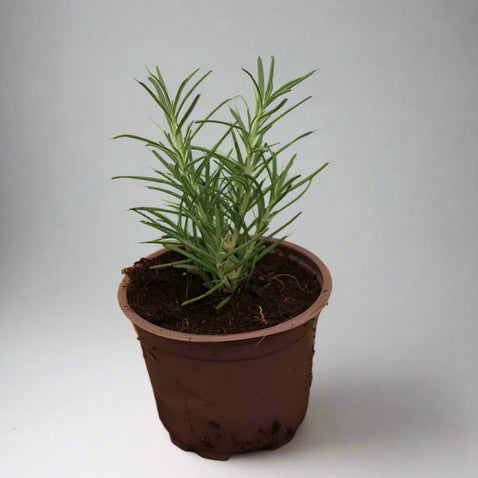 Rosemarinus officinalis image 0