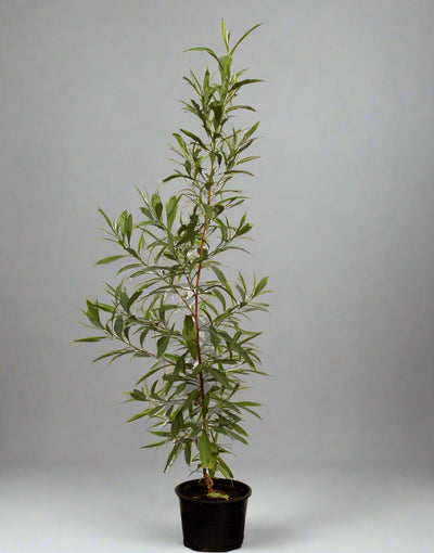 Dodonaea viscosa image 0