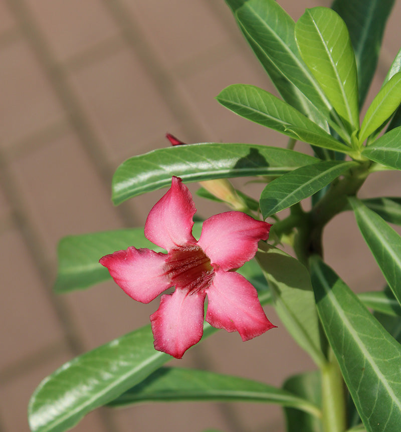Adenium obesum image 3