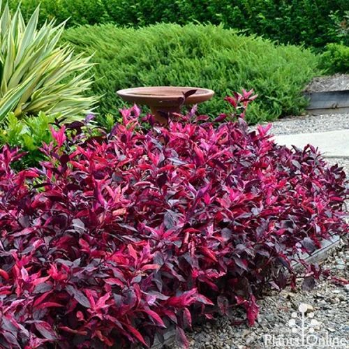 Alternanthera amoena (Red) (10 - 15cm Height in 10cm Pot)