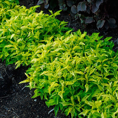 Alternanthera "Green" (10 - 15cm Height in 10cm Pot)