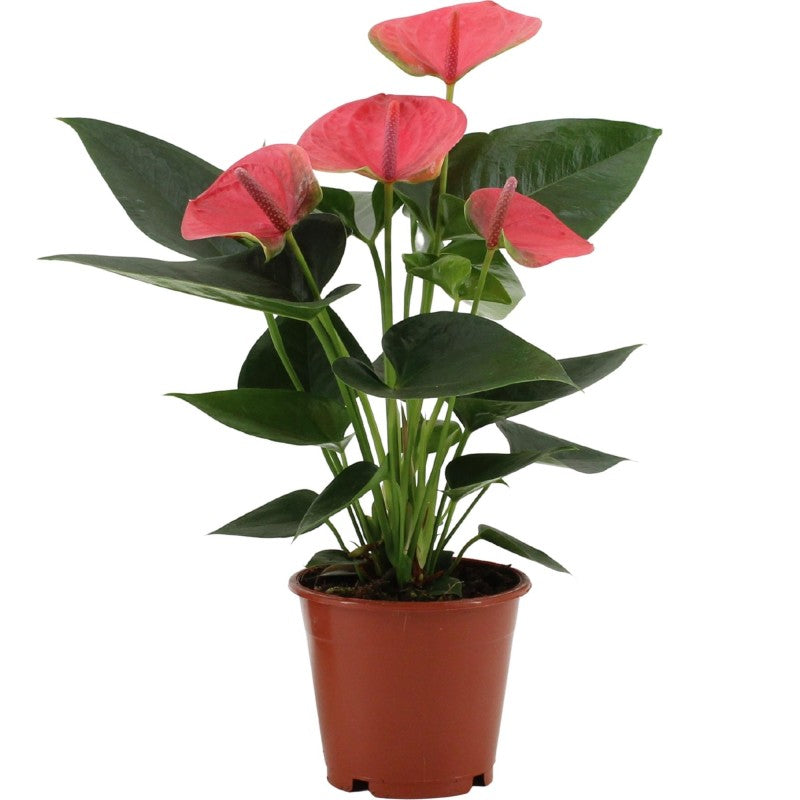 Anthurium Diamond Sleeve ( 36cm Height , 12cm Pot )