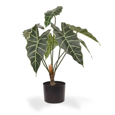 Potted plant with large green leaves on a white background