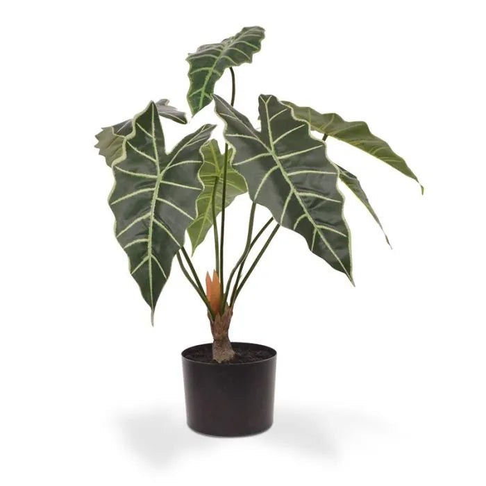 Potted plant with large green leaves on a white background