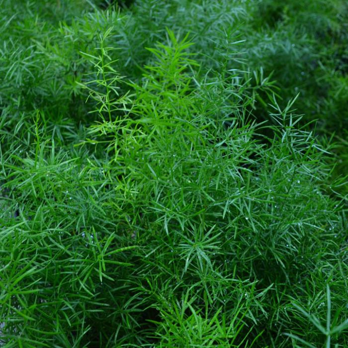 Asparagus sprengeri 30cm height V9 Pot