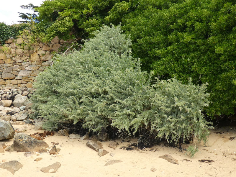 Atriplex halimus (40-50cm Ht)