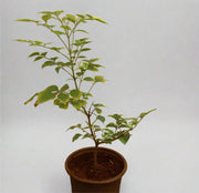 Tecomaria capensis "yellow" image 1