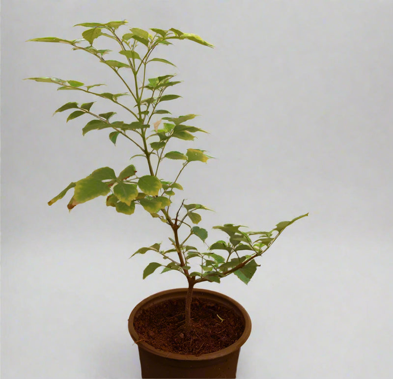 Tecomaria capensis "yellow" image 1