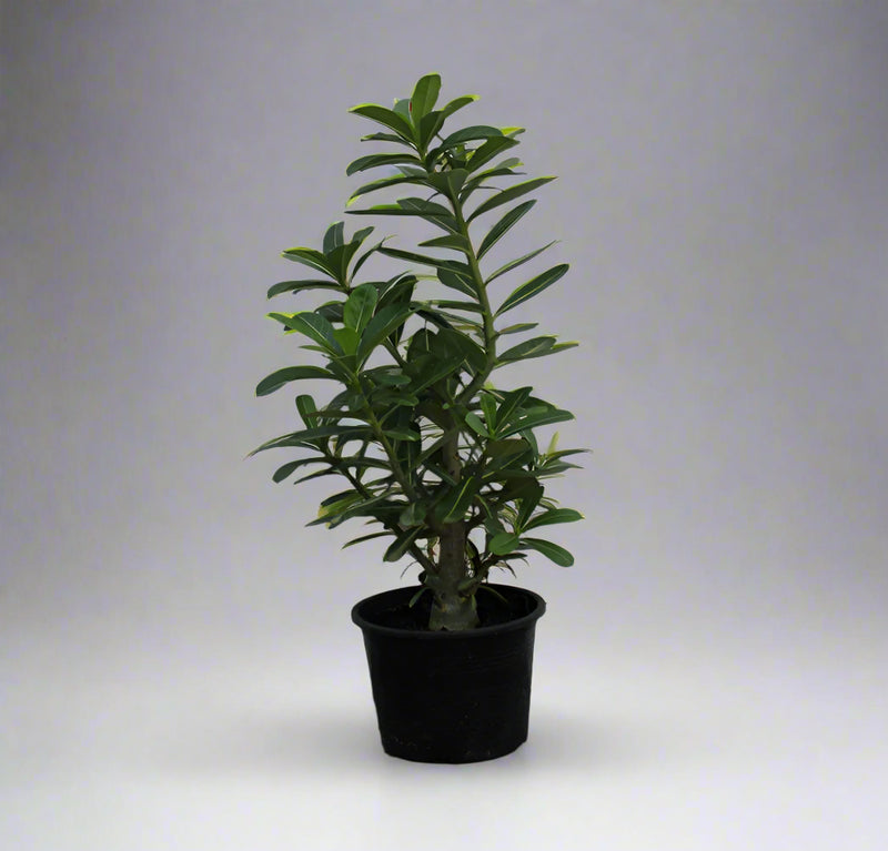 Adenium obesum image 1