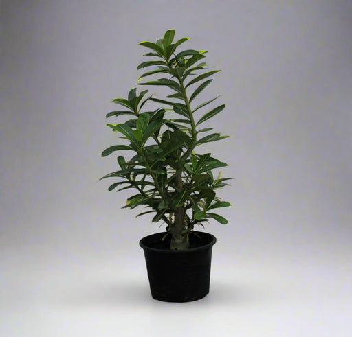 Adenium obesum image 1