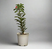 Adenium obesum image 1