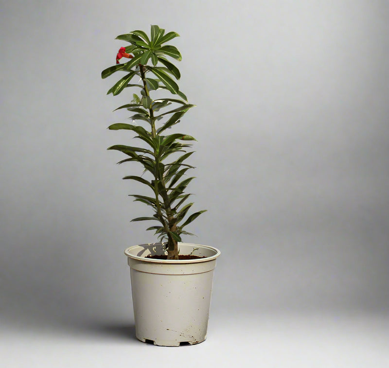 Adenium obesum image 1