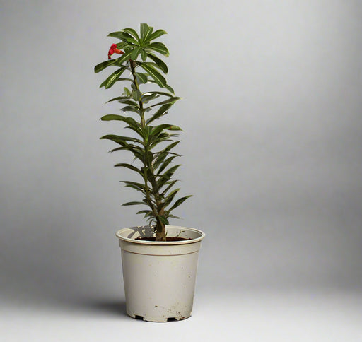 Adenium obesum image 1