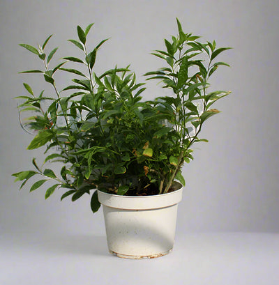 Cestrum nocturnum image 0