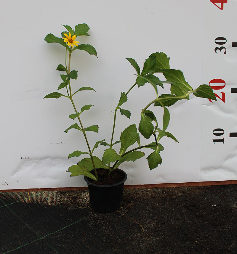 Wedelia trilobata image 0