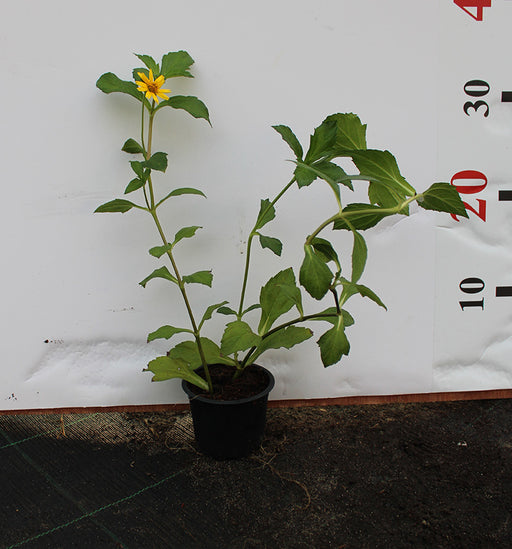Wedelia trilobata image 0