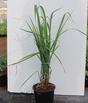 Cymbopogon cit: (Lemon Grass) image 1