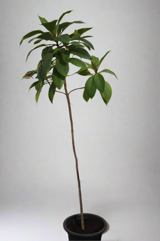 Terminalia catappa (80-100cm Ht) image 0