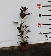 Iresine lindenii image 0