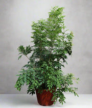 Murraya paniculata image 2