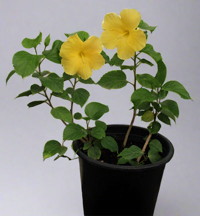 Hibiscus "yellow" image 0