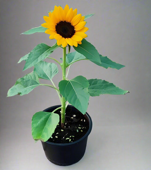 Sunflower image 0