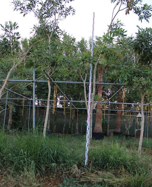 Tabebuia argentia image 0