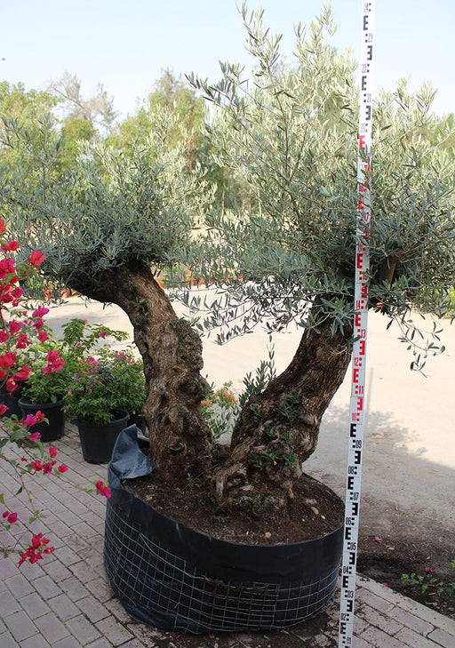 Olea Europaea Lechin Mediano image 0