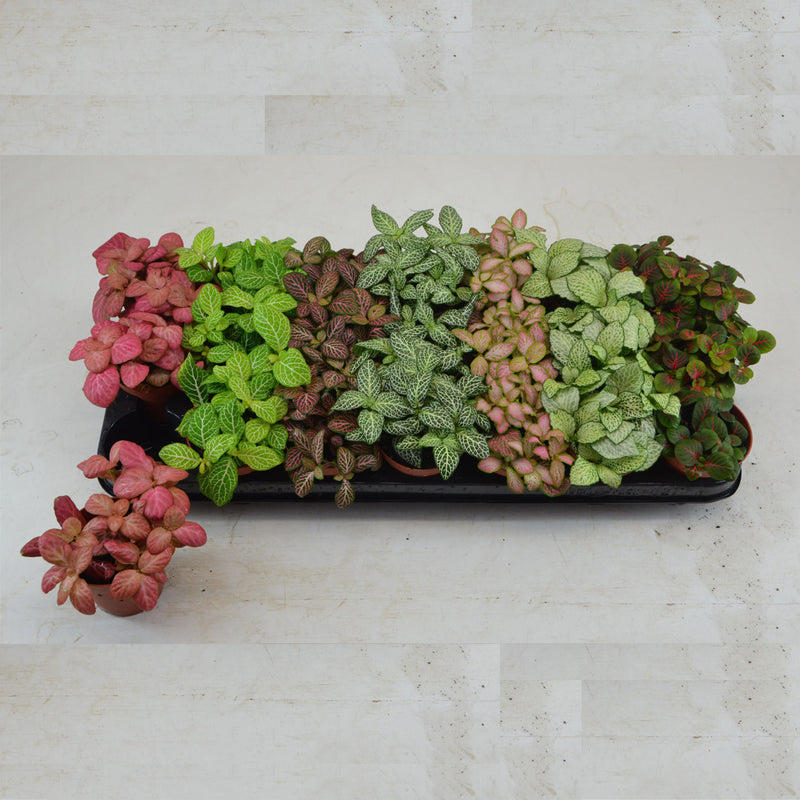 Fittonia mixed 508CM POT,12CM HT- single piece