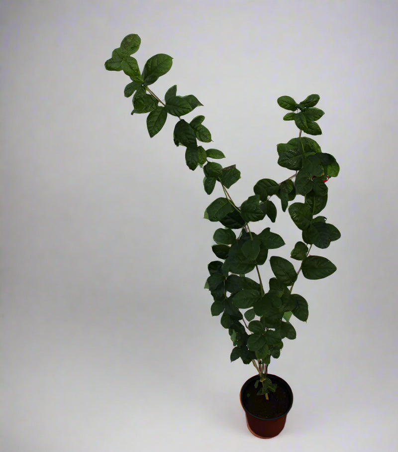 Jasminum Mogra "Full Lebnani" image 0