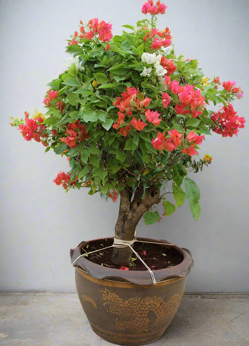 Bougainvillea Ball Shape  50cm Dia image 1